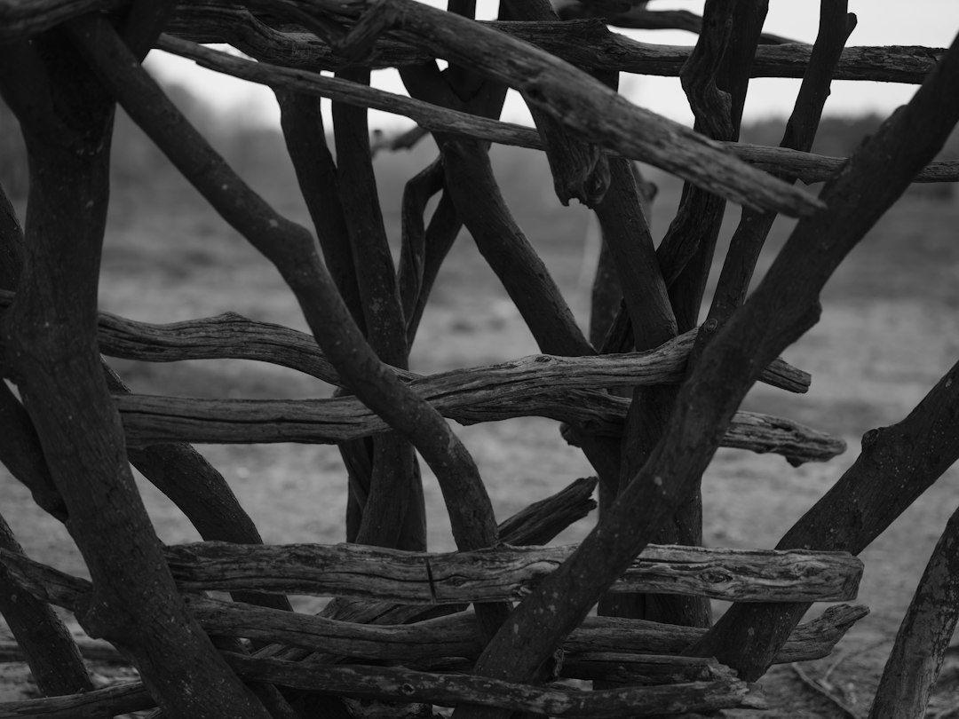 Entrelacs de branches sombres formant une structure artistique en plein air